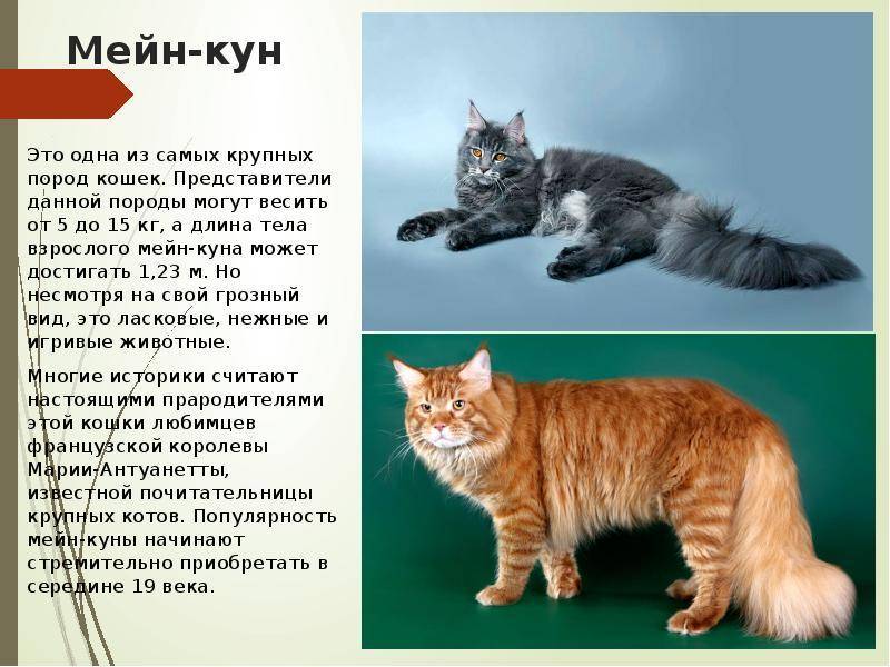 Большие кошки мейн кун - описание и характеристика породы, повадки, содержание и стоимость