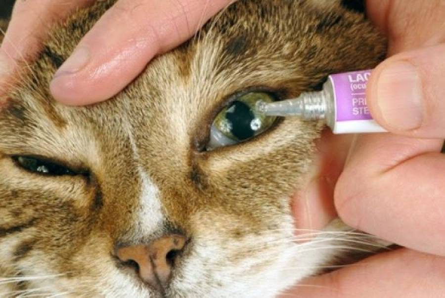 Почему кот чихает и слезятся глаза