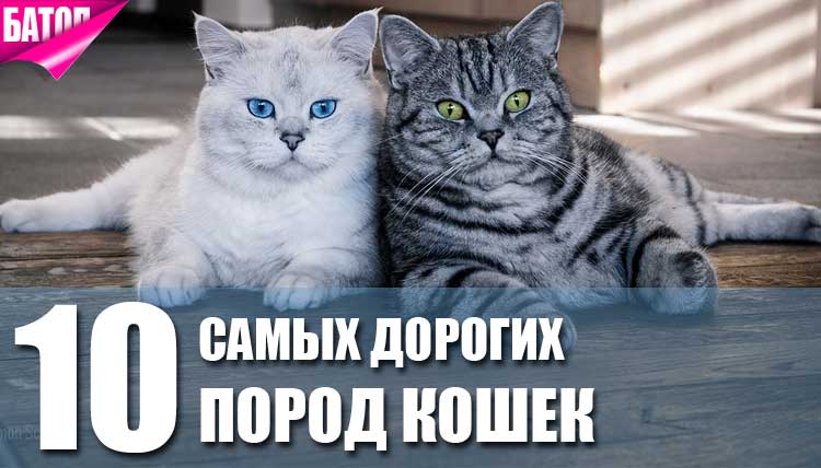 Самые популярные породы кошек: топ-20