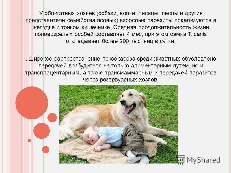 Рубрика “алабай”