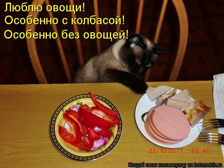 Как принудительно кормить кошку во время болезни