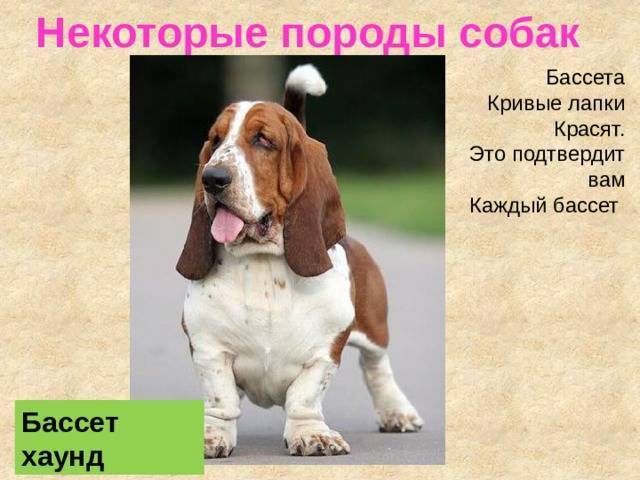 Бассет хаунд: описание породы с фото, характер и отзывы о породе