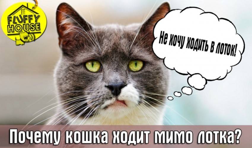 Почему кошки ходят мимо лотка
