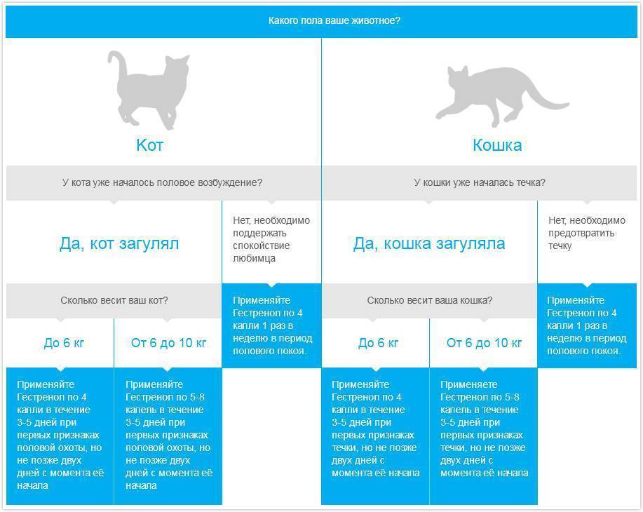 Как успокоить кошку, которая просит кота: советы и рекомендации для владельцев