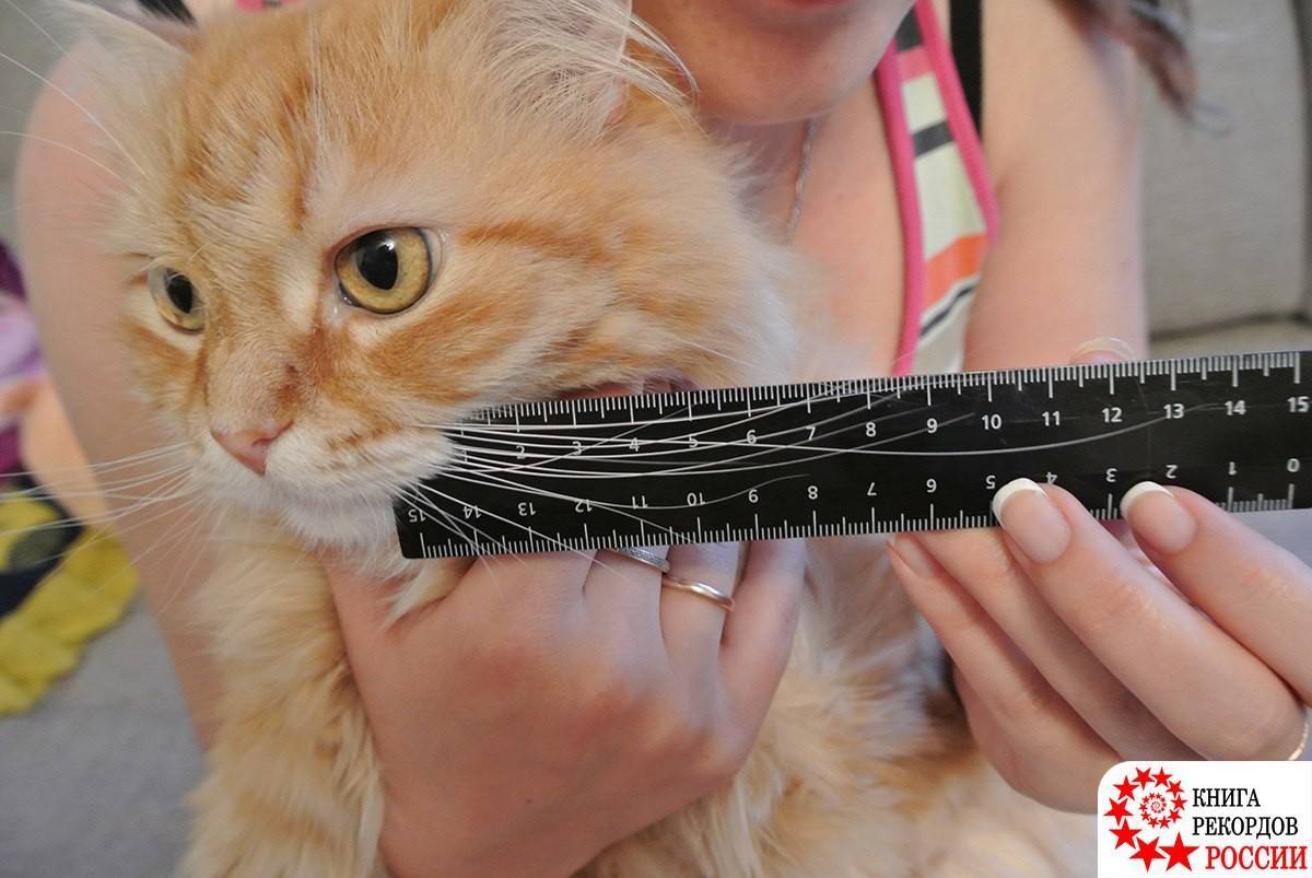 Книга рекордов котов. Самые длинные усы у кота. Самый длинный ус у кота. Кот Вибриссы. Самые длинные Вибриссы у кошки.