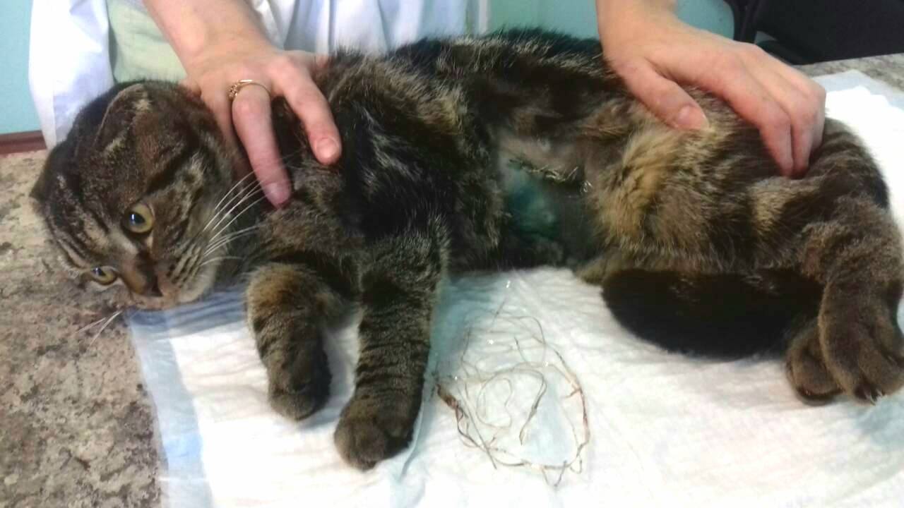 Раздутый мягкий больной живот у кошки. большой живот у котенка: причины и лечение. заболевания внутренних органов