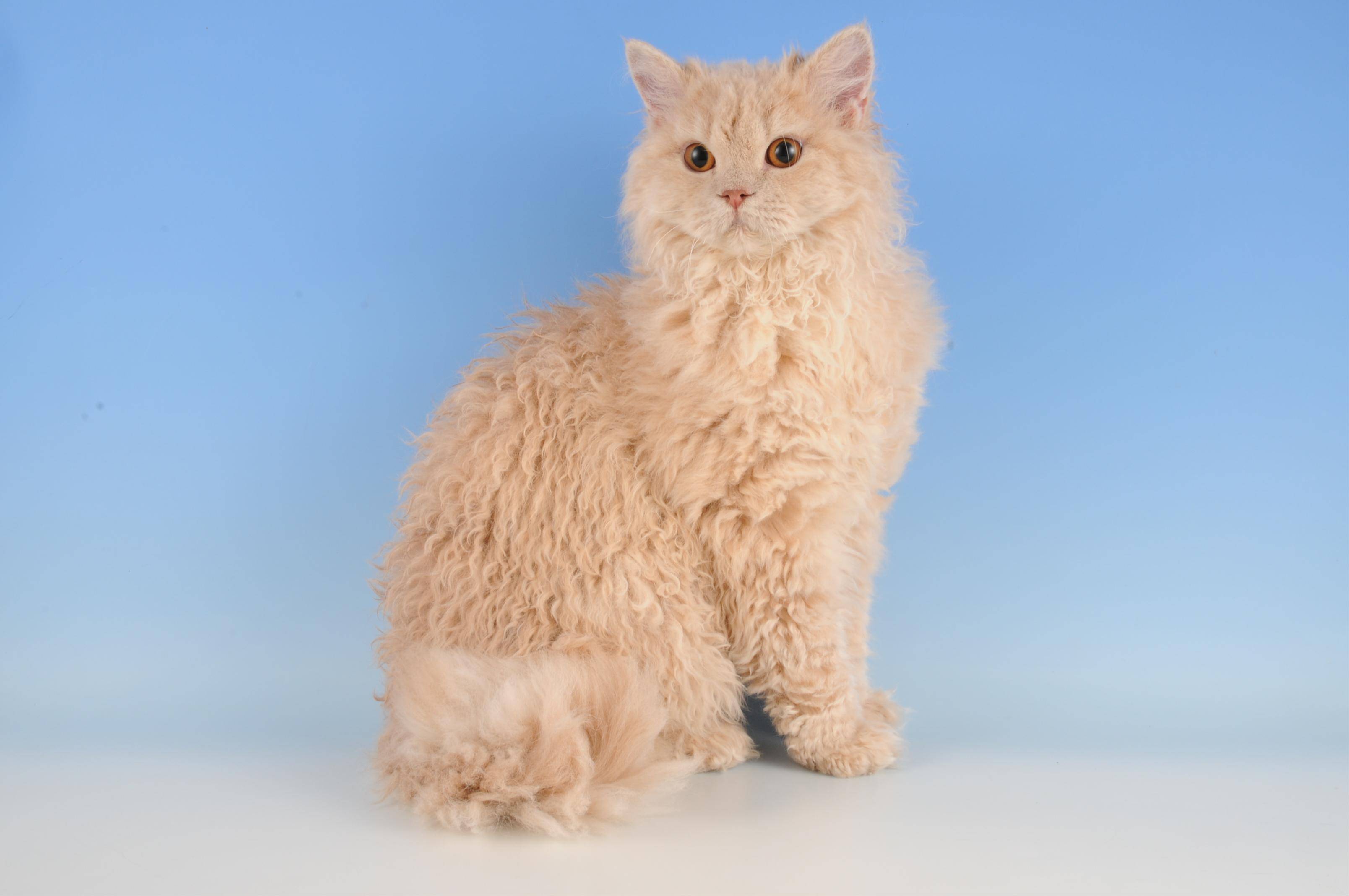 Кудрявые кошки | породы котов с кучерявой шерстью