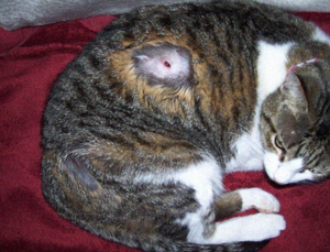 Подкожный клещ у кошек: виды, профилактика и лечение