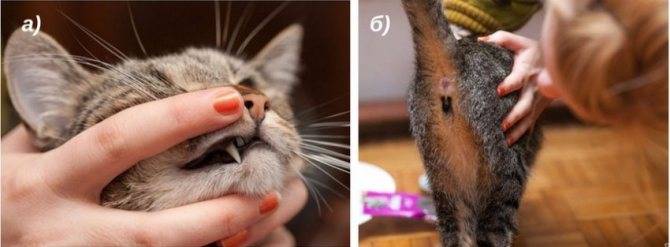 Глисты у кошек: симптомы, лечение, профилактика