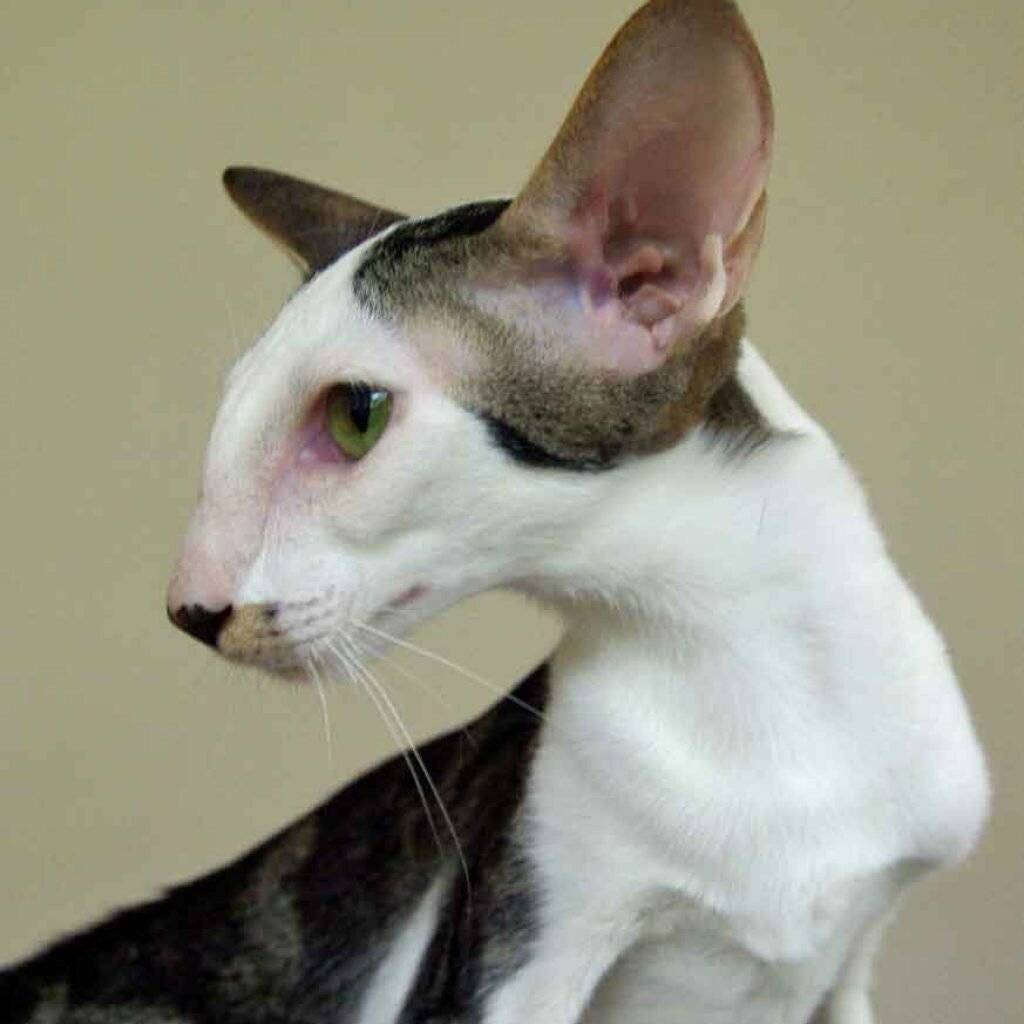 12 кошек с большими ушами – от аборигенных пород до редких гибридов и одомашненных диких видов