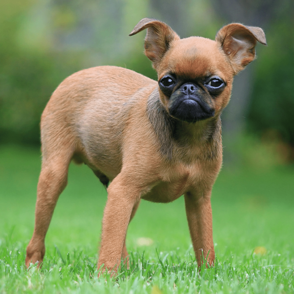 Характеристика пти брабансонов: характер и кормление породы собак