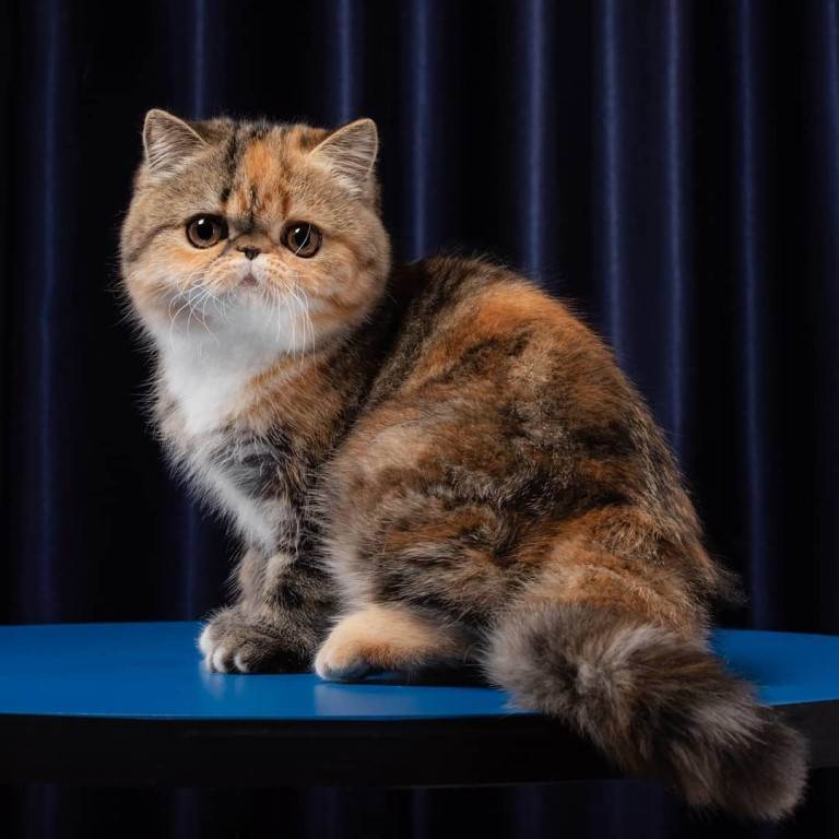 Экзотическая короткошерстная — описание пород котов