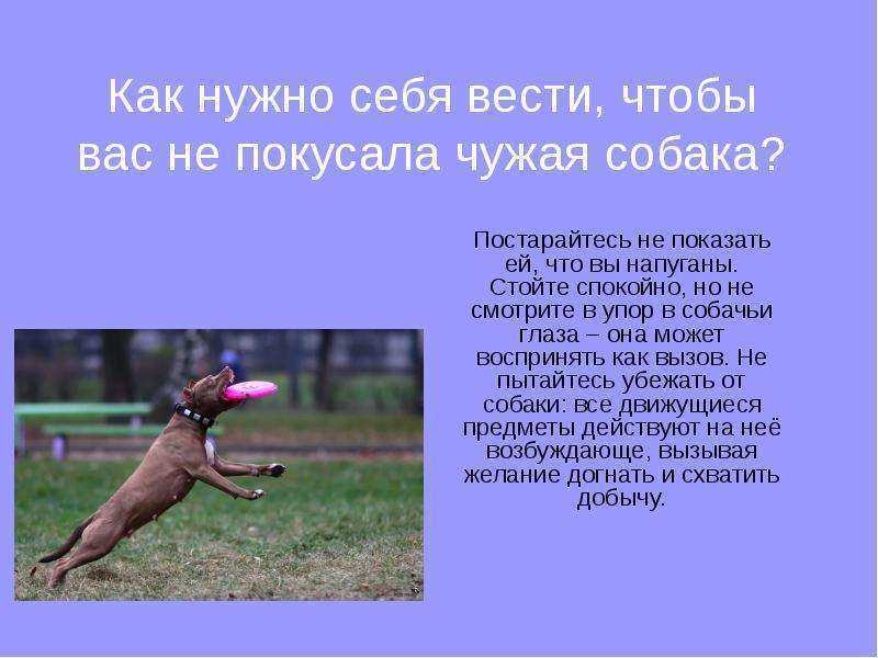 Как привлечь хозяина, если укусила его собака: помощь адвоката