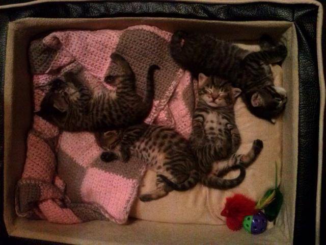 Когда можно забирать котенка от кошки, когда можно отдавать котят после рождения