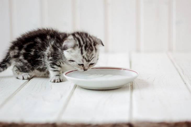 Как притормозить слишком быстро поглощающую пищу кошку