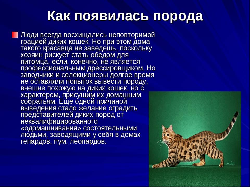 Рыжие кошки и коты: описание породы, их происхождение и популярность- общее описание +видео