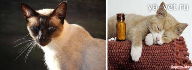 Жидкий стул с кровью у кота: причины и лечение