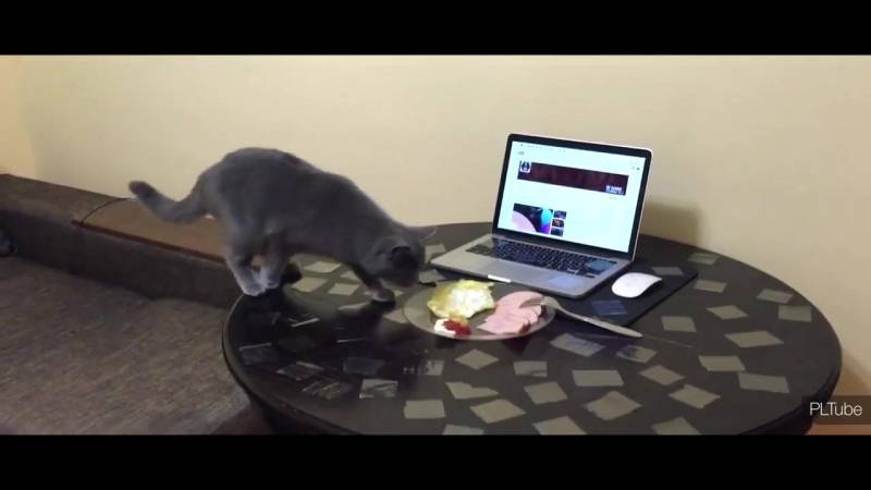 Стоп-кот: как отучить питомца лазить на стол