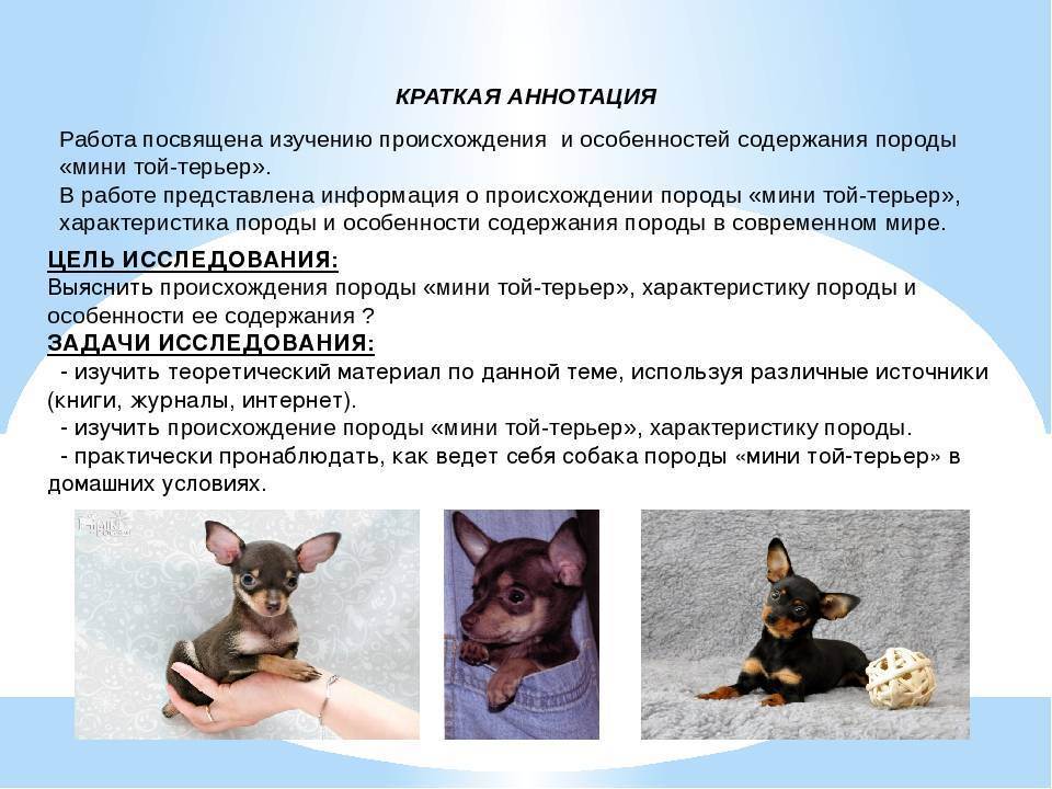 Описание и характеристика породы «тибетский мастиф»: принятый стандарт, особенности ухода и отзывы владельцев