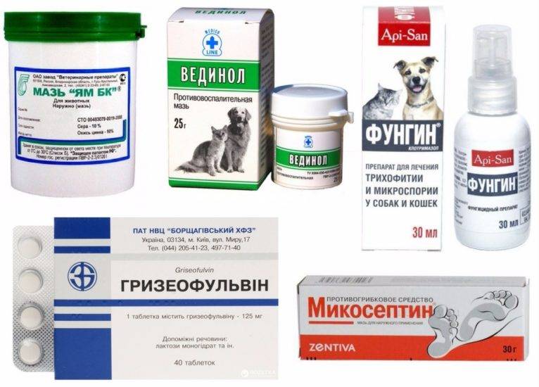 Стригущий лишай у собак