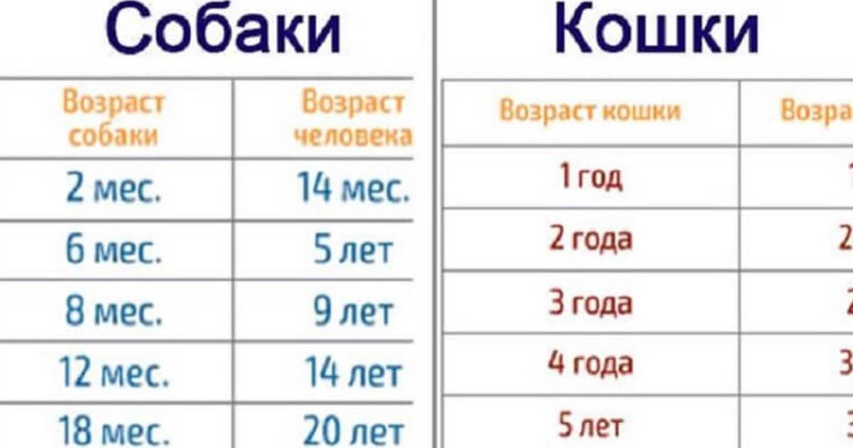 Как определить возраст собаки по человеческим меркам?