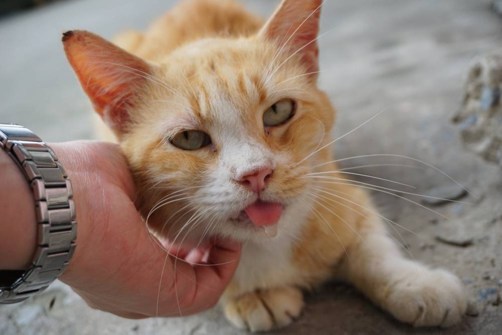 Почему у кота или кошки текут слюни изо рта