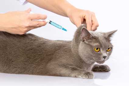 Уколы и капельницы — как правильно проводить лечебные манипуляции кошкам в домашних условиях