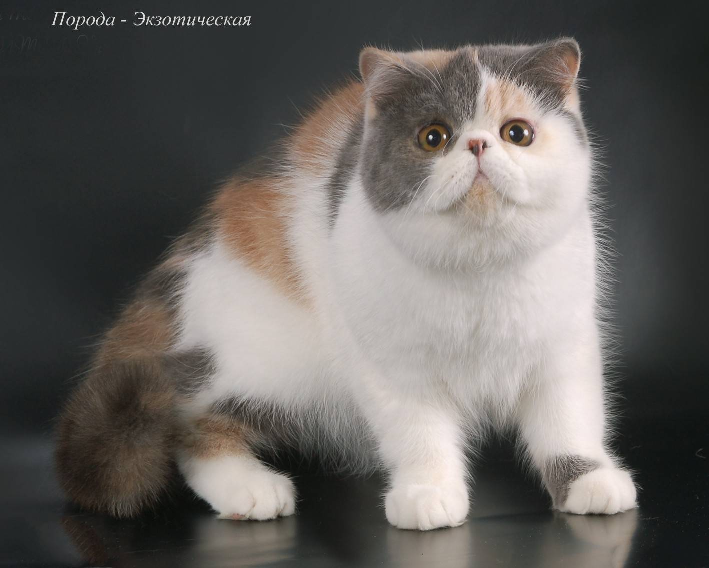 Экзотическая кошка: особенности породы с фото, характер, стоимость кота экзота