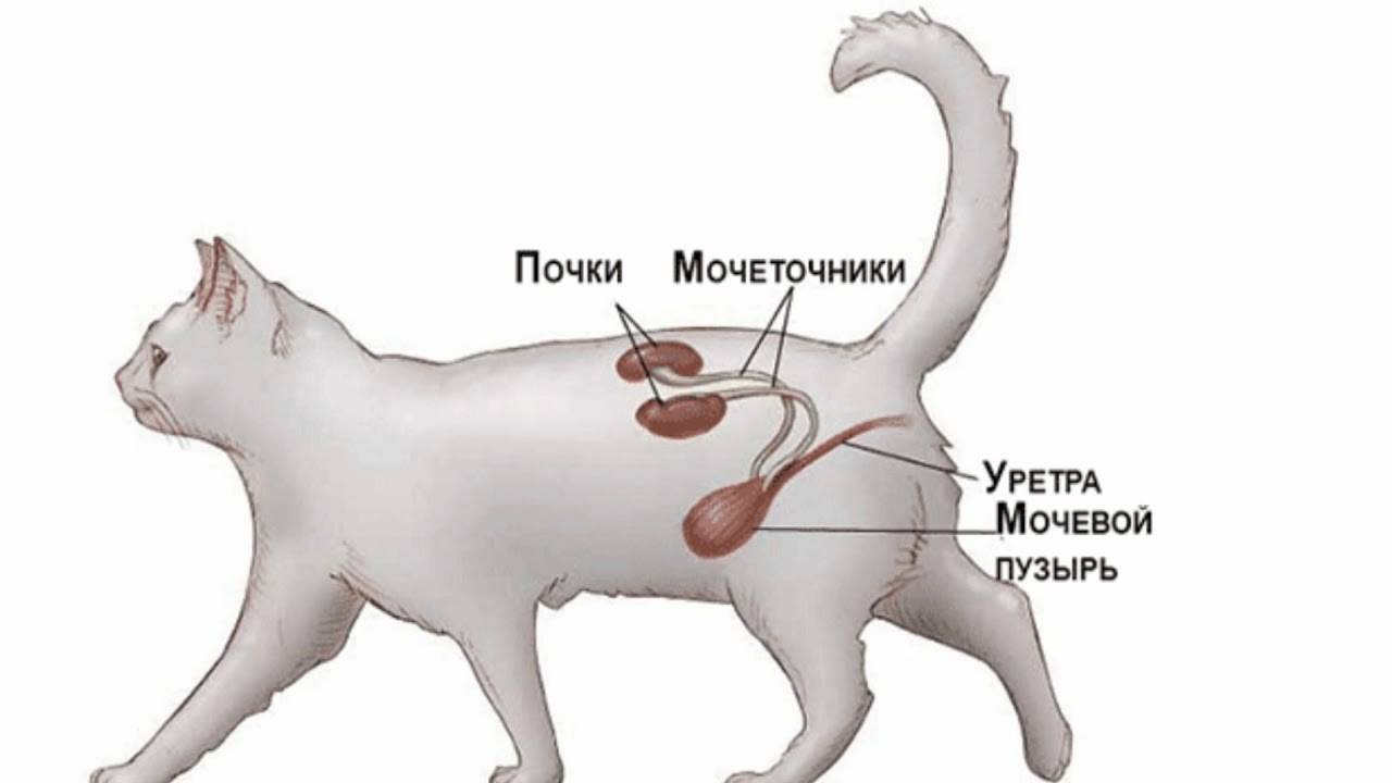 Симптомы и эффективные методы лечения идиопатического цистита у кошки