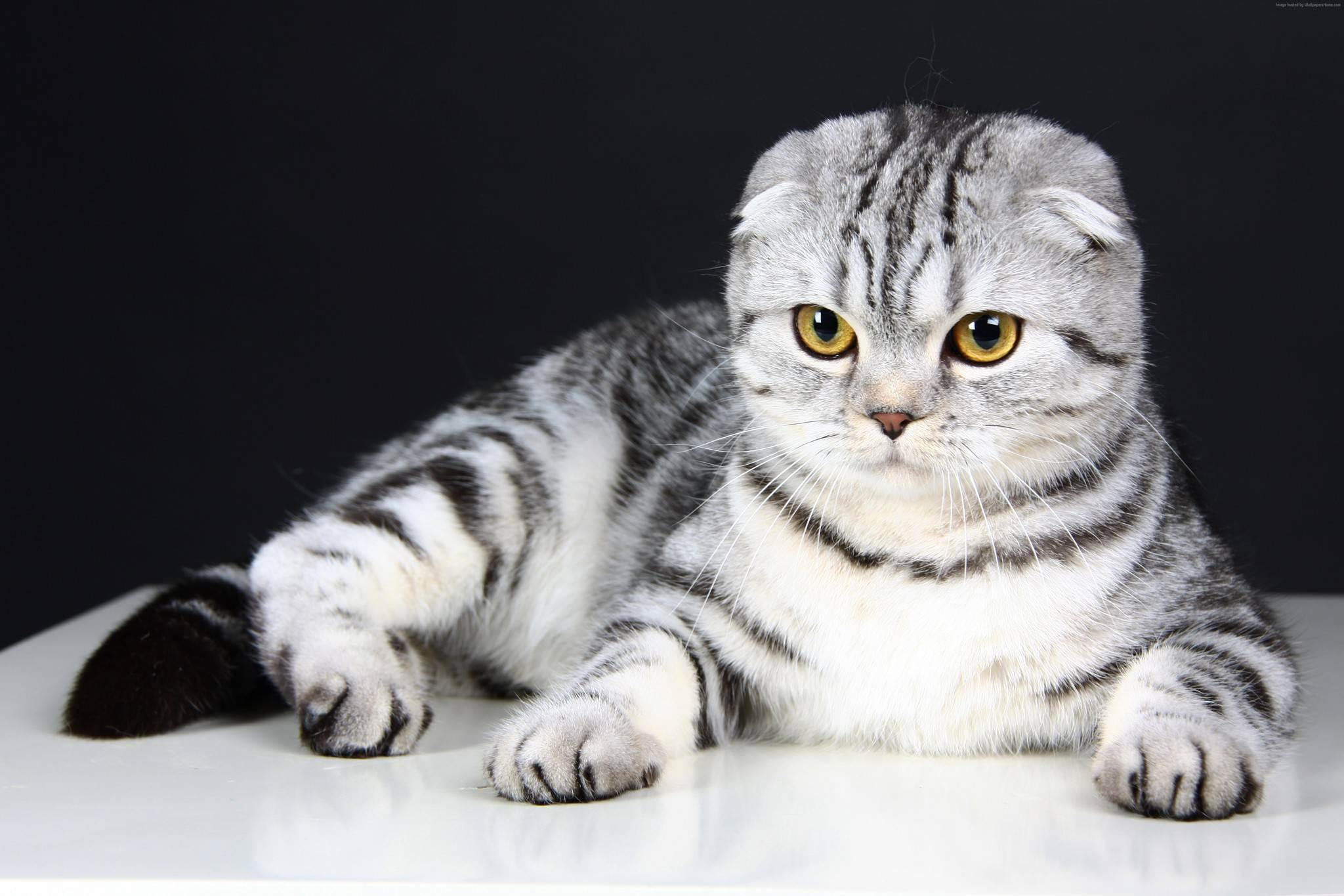 Шотландская вислоухая кошка: характер и описание породы