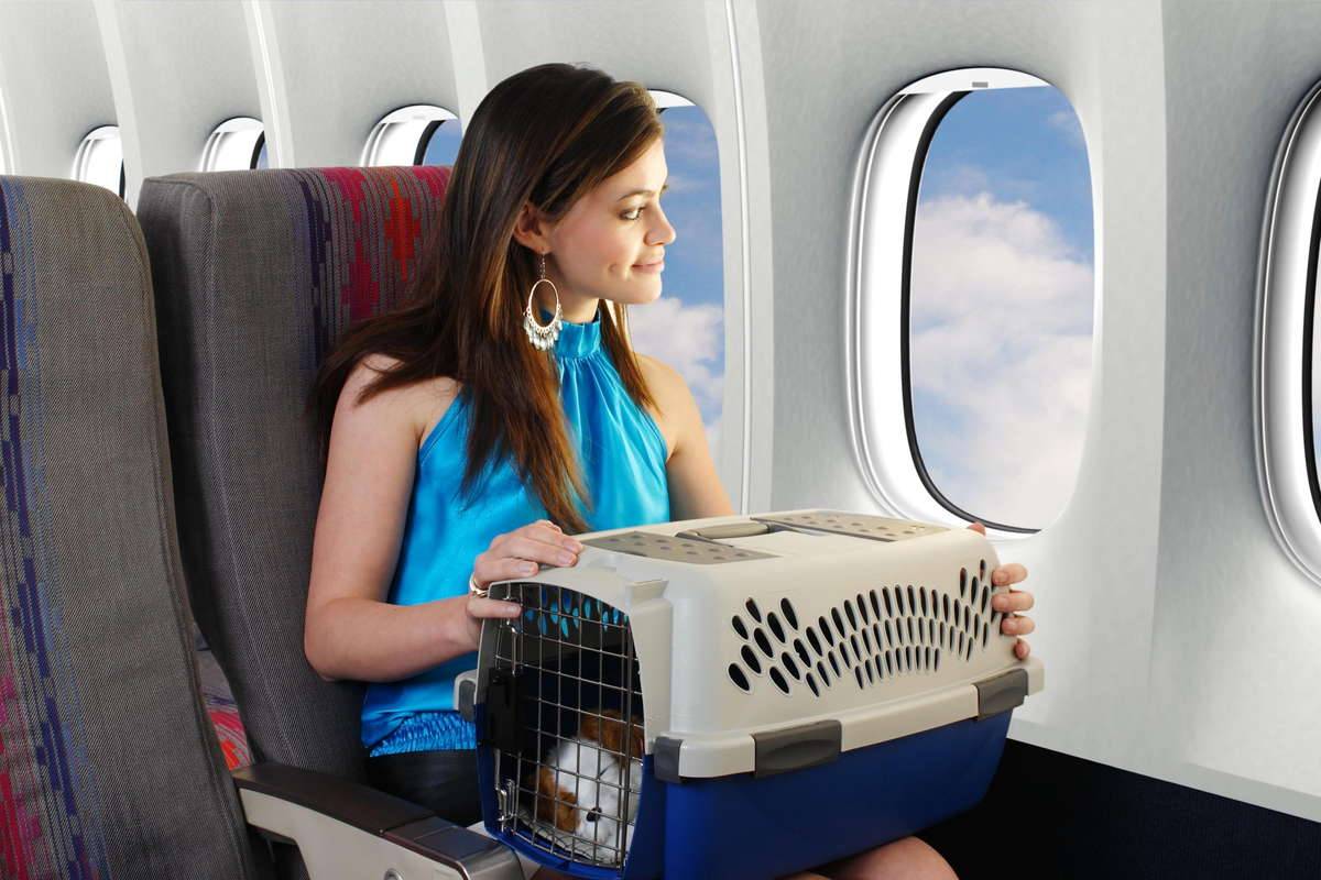 Перевозка животных в самолете: правила и особенности в 2021 году