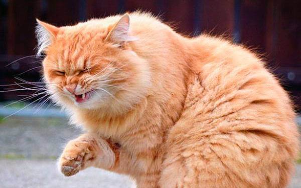 Кошка чихает и фыркает: причины, лечение, профилактика | 
ветеринарная служба владимирской области