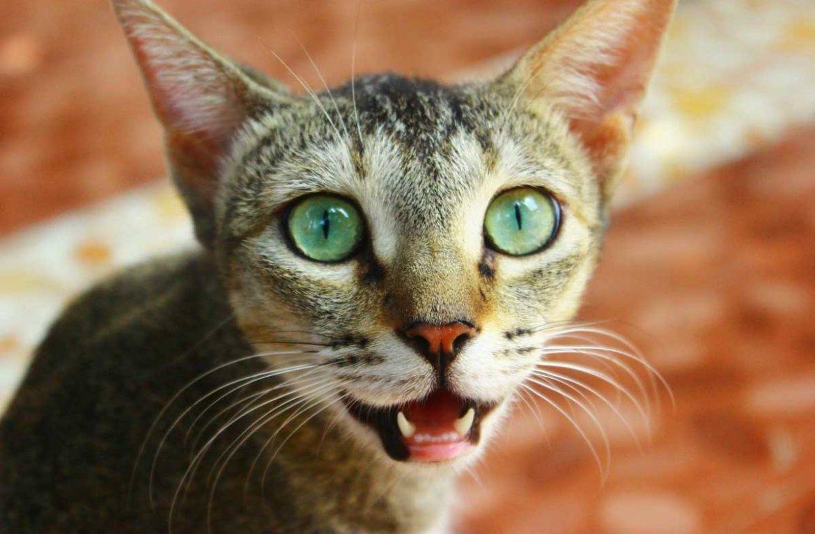 9 причин, почему кот или кошка показывают язык: что делать