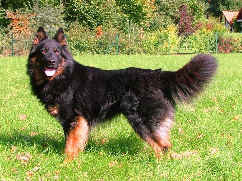 Богемская овчарка или цыганская овчарка ходский пес, породы волчьих собак