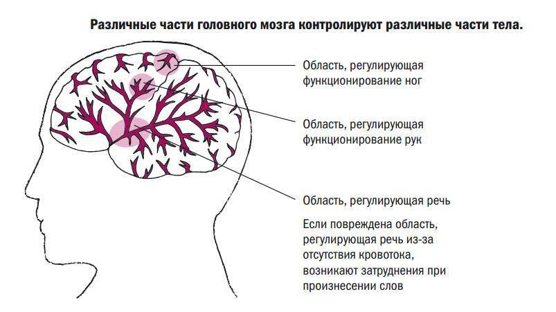 Какой участок мозга поврежден у человека на рисунке