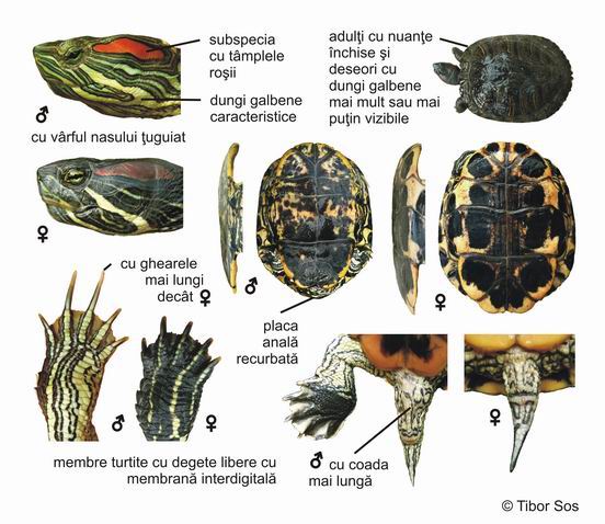 Как отличить самку от самца черепахи красноухой в картинках