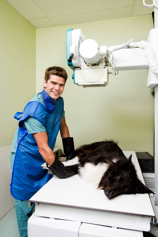 Сделать рентген коту: сколько стоит, где проводят процедуру, как она проходит, зачем нужен контраст?