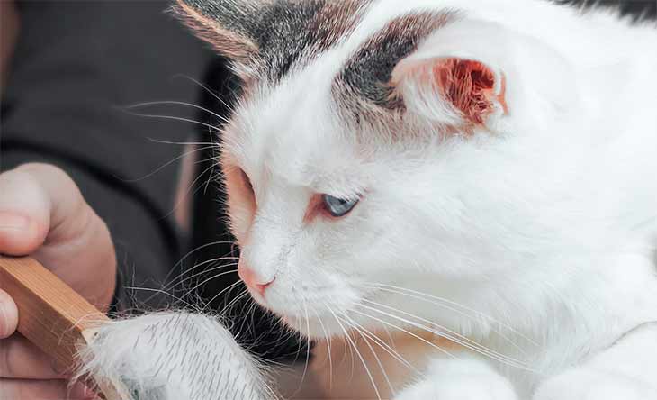 Выпадение шерсти у кошек, причины и лечение: почему у кота лезет или выпадает шерстка, что делать?
