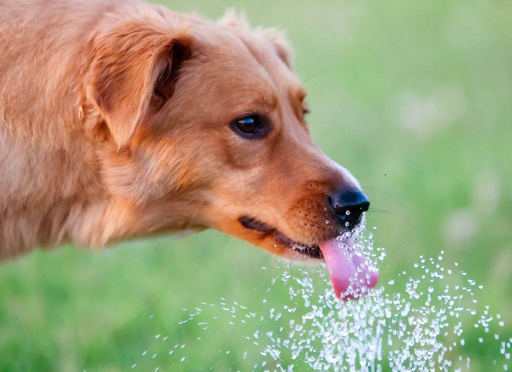 Собака много пьет воды - причины