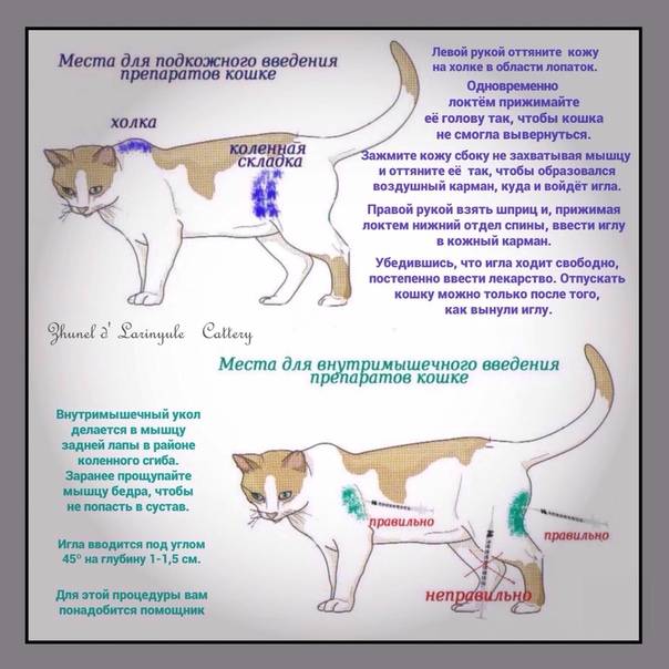 Как колоть глюкозу кошке при отравлении