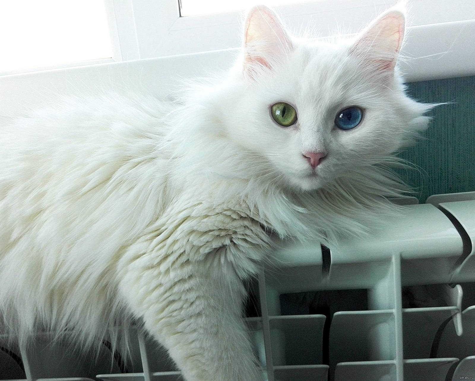 Популярные породы белых котов, их фото