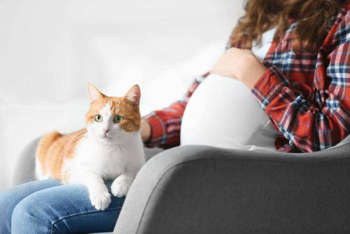 Беременность и кошка в доме