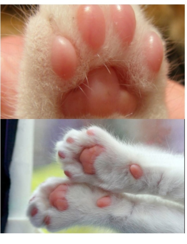 Сколько пальцев у кошки: 8 самых интересных фактов