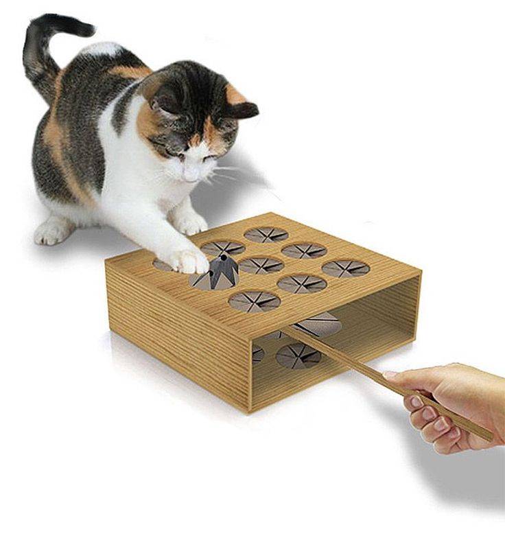 Игрушки для кошек (59 фото): лучшие интерактивные и интеллектуальные игры для котов, электронные мышки и неваляшки для котят, круг с шариком и игрушки с лакомством внутри