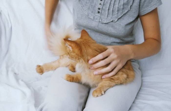 Как приручить дикого котенка или взрослую уличную кошку, как приучить такого кота к рукам и дому?