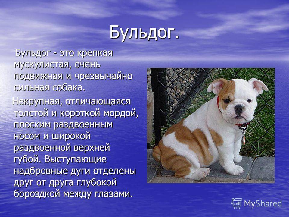 Бойцовские породы собак топ-20: описание с фото и названиями