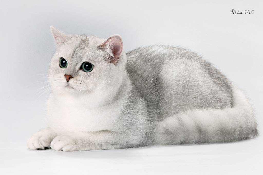 Кошка шиншилла – это порода или окрас, может ли она быть британской или шотландской?