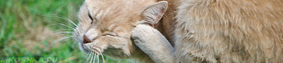 Кошка трясет головой (тремор головы) - симптомы, лечение, препараты, причины появления | наши лучшие друзья