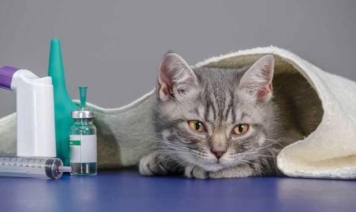 Понос с кровью у котенка: причины, диагностика, лечение