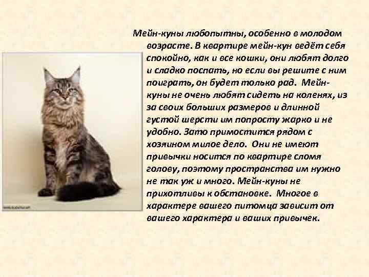 Красный мейн кун - фото, описание породы, характер